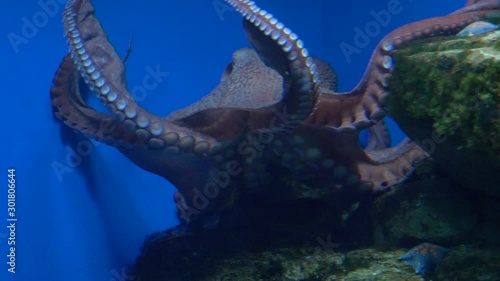 octopus swims in a large aquarium in the aquarium of Moscow