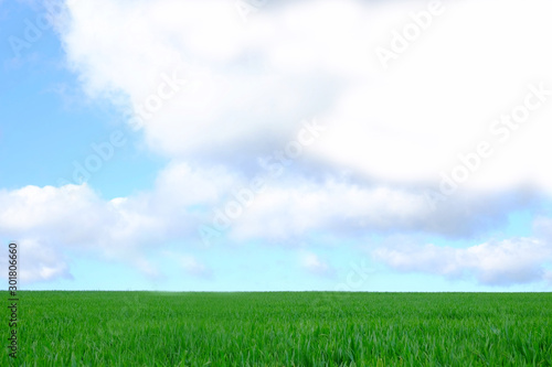 Landscape of green grass field and blue sky with white clouds  Green Grass Texture with Blang Copyspace Against Blue Sky