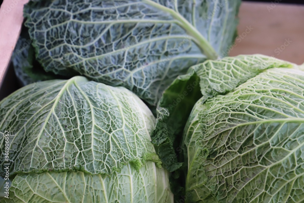 Fototapeta premium Savoy cabbages on display in a market