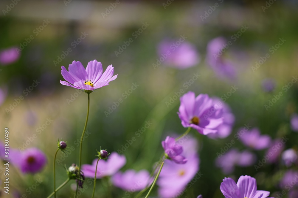 Field of cosmos in the flower garden Field of cosmos in the flower garden