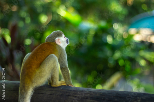 Fototapeta Naklejka Na Ścianę i Meble -  animal monkey