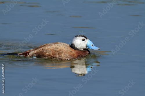 White-headed duck (Oxyura leucocephala) swimming photo