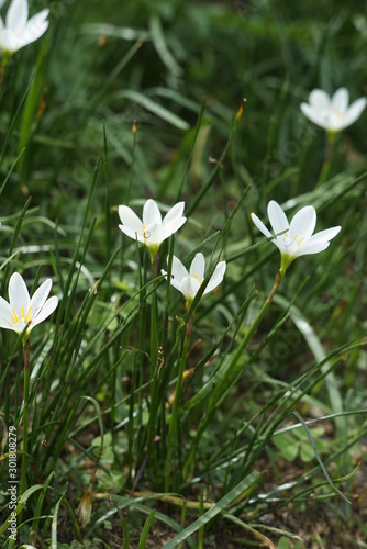 White Flowers in the flower garden background