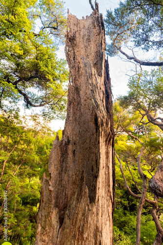 last remnants of a tree trunk