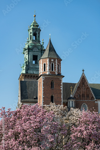 Katedra Wawelska na wzgórzu Wawelskim w Krakowie i kwitnące magnolie, Polska
