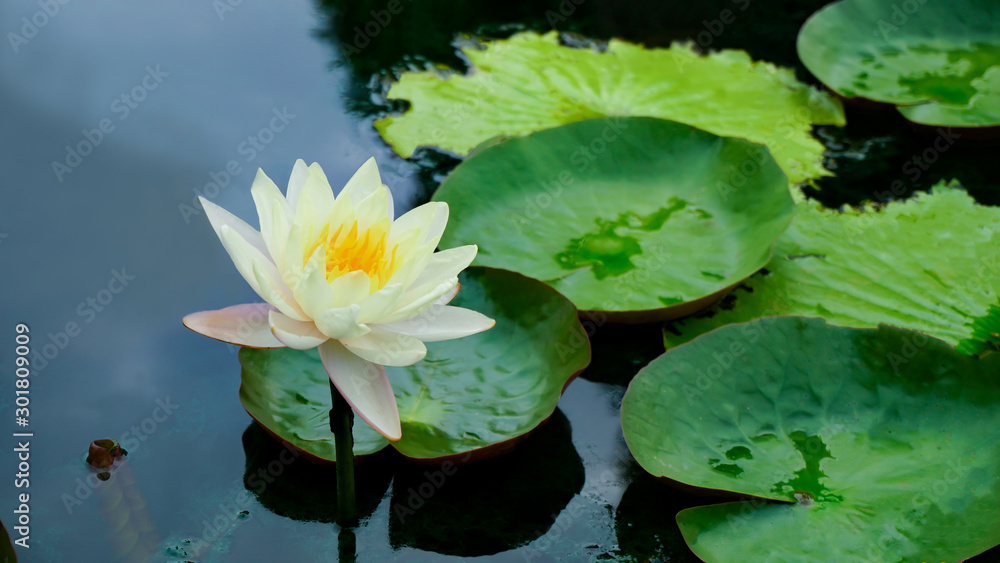 Beautiful white lotus flower with green leaf in pond. Beautiful white lotus flower with green leaf in pond.