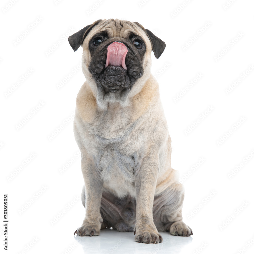 adorable pug looking up and licking nose