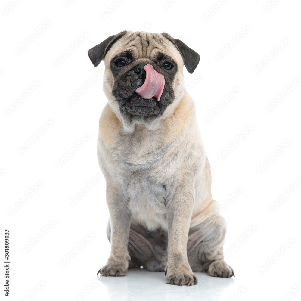 cute pug licking nose and sitting on white background
