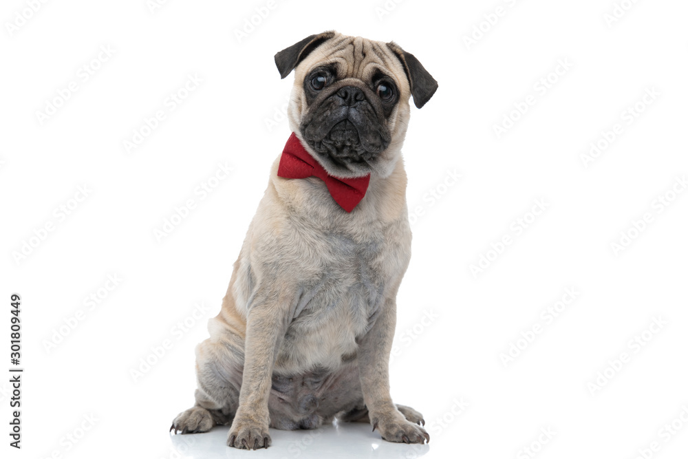 Obraz premium sad pug wearing red bowtie on white background