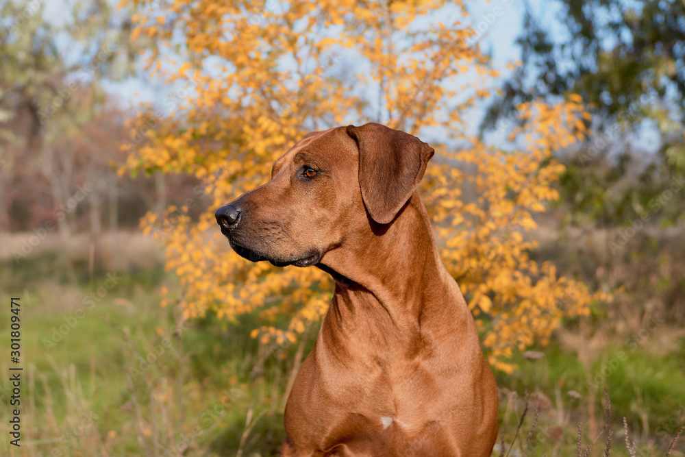 Big brown dog Portrait Rhodesian Ridgeback Close up Big brown dog Portrait Rhodesian Ridgeback Close up