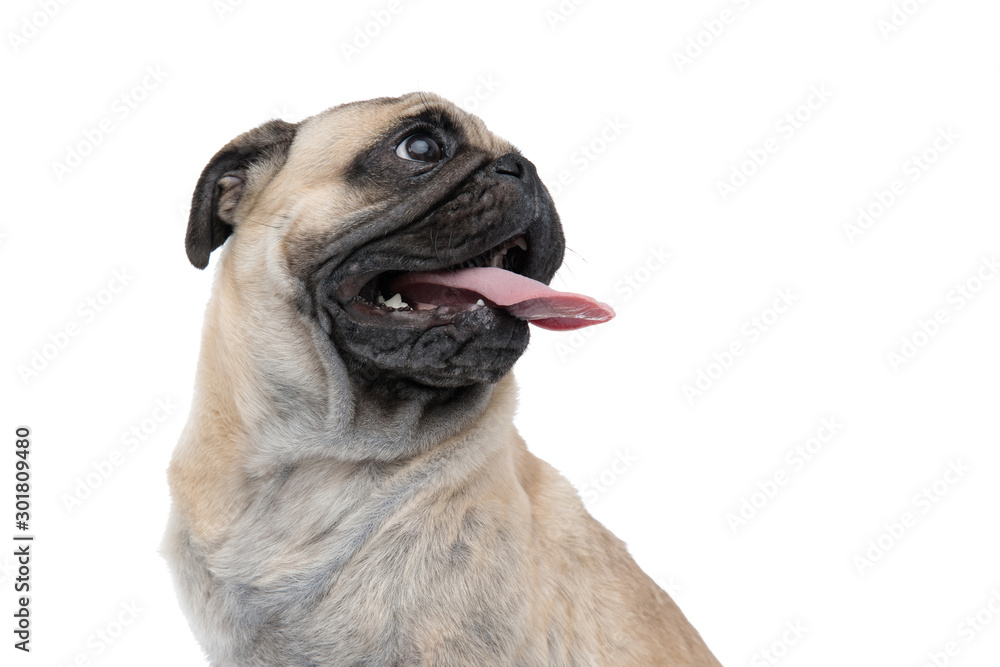 close up of happy pug sticking out tongue and panting