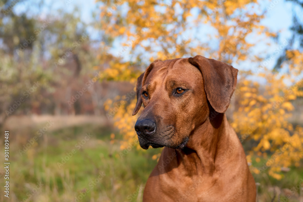 Rhodesian ridgeback dog in autumn time in the forest. Dog portrait.  Lion hound dog.  