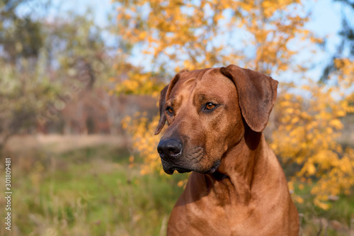 Rhodesian ridgeback dog in autumn time in the forest. Dog portrait. Lion hound dog. 