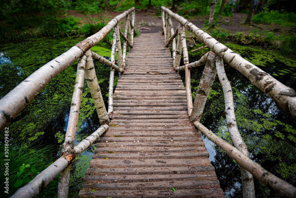 Wooden bridge in green forest