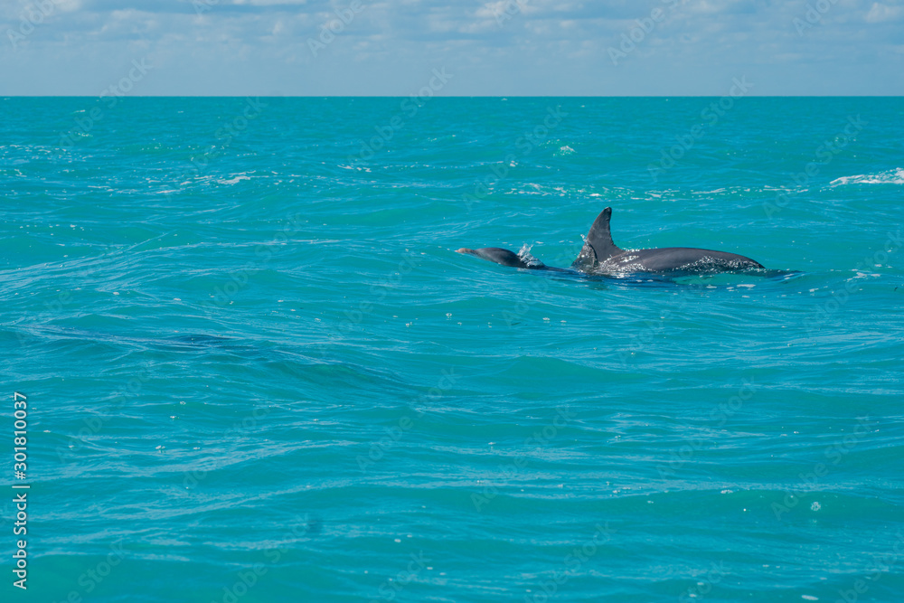 Fototapeta premium Dolphin swimming in beautiful blue caribbean sea