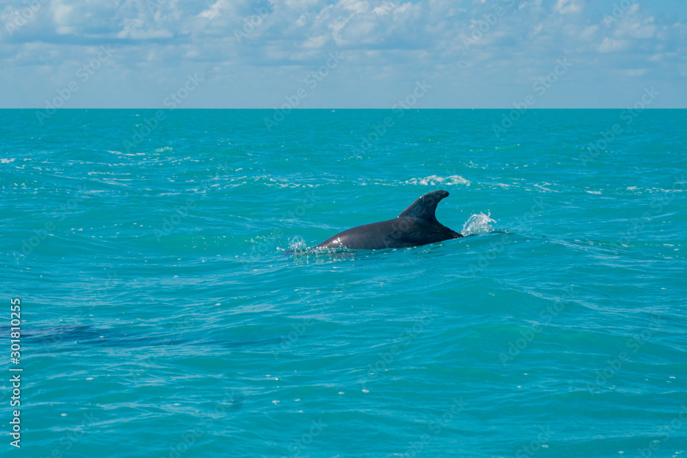 Dolphin swimming in beautiful blue caribbean sea