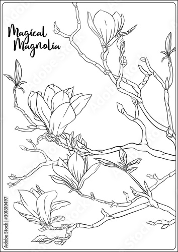 Magnolia tree branch with flowers. Coloring page for the adult coloring book. Outline hand drawing vector illustration..