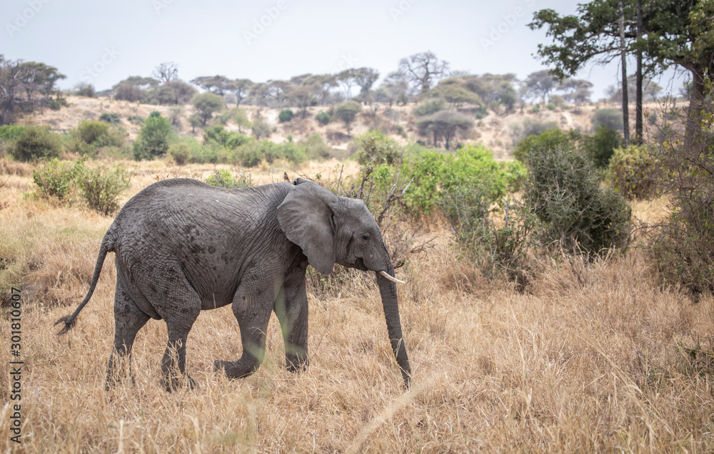 Fototapeta premium african elephants in a nature of Tanzania