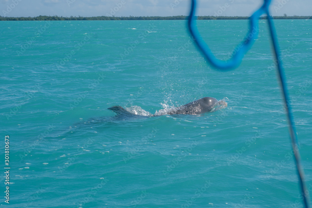 Obraz premium Dolphin swimming in beautiful blue caribbean sea