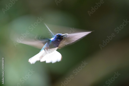 The Hummingbird is hovering and drinking the nectar from the beautiful flower in the rain forest. Flying White-necked Jacobin, Florisuga mellivora mellivora with nice colorful background.