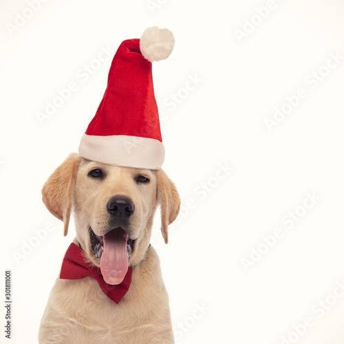 elegant santa claus labrador retriever puppy is panting © Viorel Sima