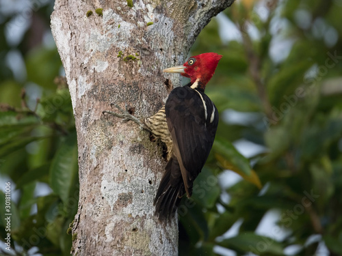 Campephilus guatemalensis, Pale-billed woodpecker The bird is perched on the tree trunk in nice wildlife natural environment of Costa Rica .. photo