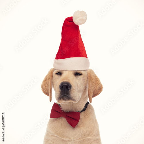 smug labrador retriever puppy wearing santa claus hat © Viorel Sima