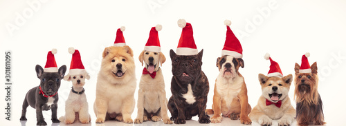 cute happy dogs wearing santa claus hats