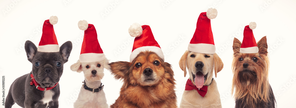 Obraz premium happy group of dogs wearing santa claus hats