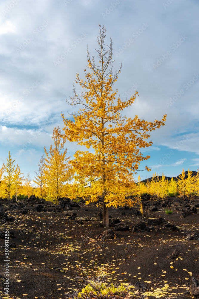 Autumn landscape in Kamchatka, Russia. Yellow and green trees against the background of mountains covered with clouds.