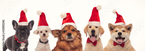 Photography most adorable group of santa claus dogs