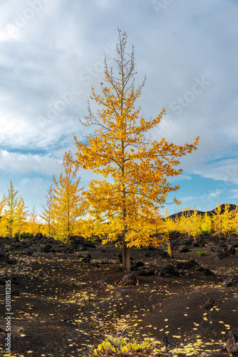 Obraz na płótnie Autumn landscape in Kamchatka, Russia. Yellow and green trees against the background of mountains covered with clouds. w salonie