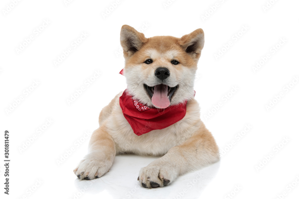 Positive Akita Inu sticking out its tongue and looking forward