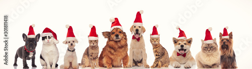 Photography happy group of animals wearing santa claus hats