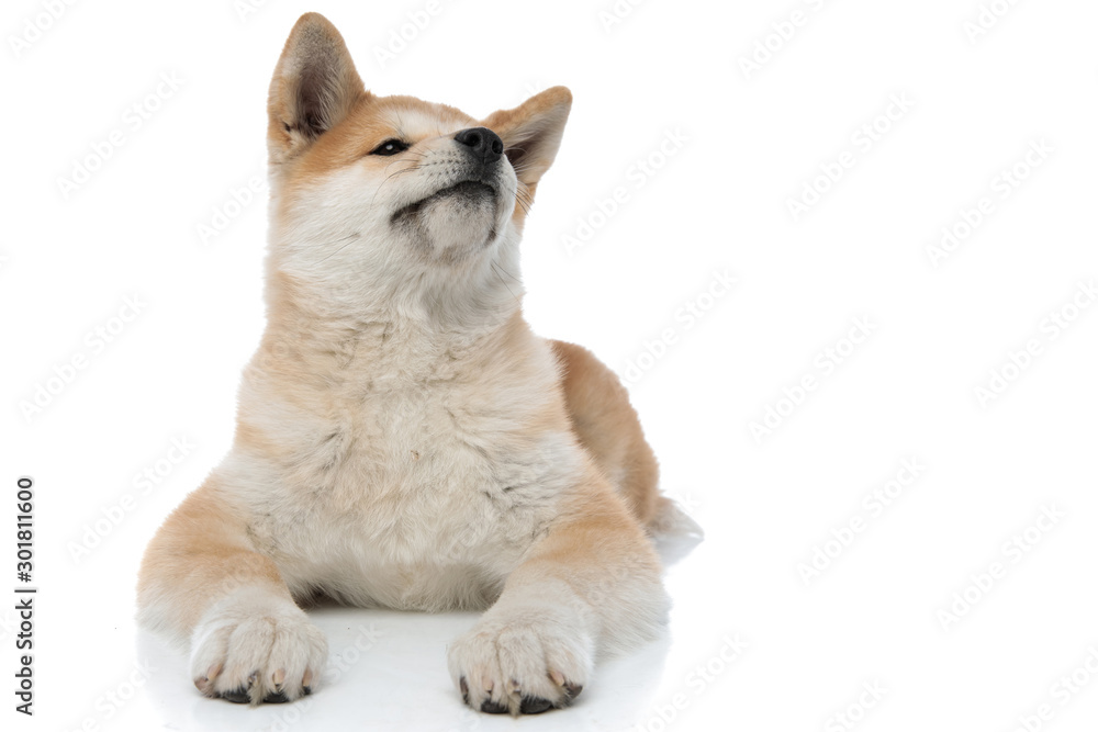 Confident Akita Inu curiously looking away