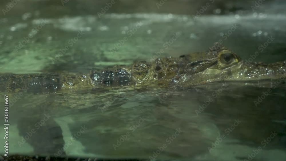 small green crocodile swims in an aquarium in the Moscow aquarium small green crocodile swims in an aquarium in the Moscow aquarium
