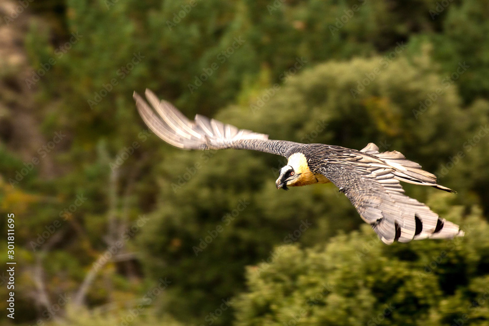 Obraz premium Quebrantahuesos