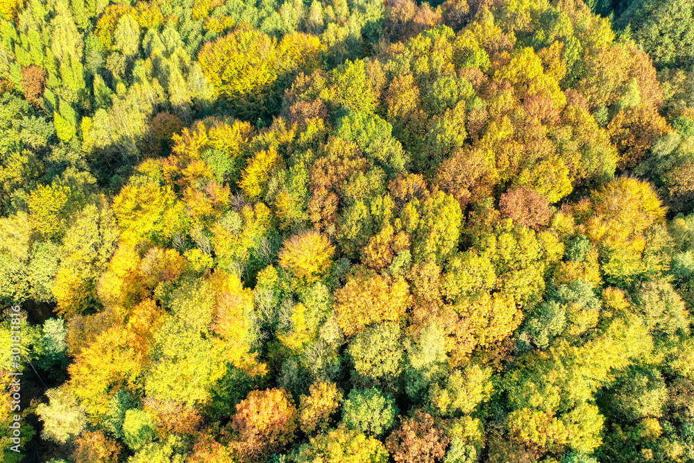 aerial shot of tree leaves stained in autumn colors aerial shot of tree leaves stained in autumn colors