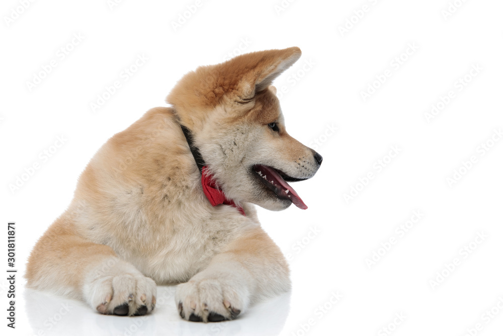 Focused Akita Inu curiously looking to the side and panting Focused Akita Inu curiously looking to the side and panting