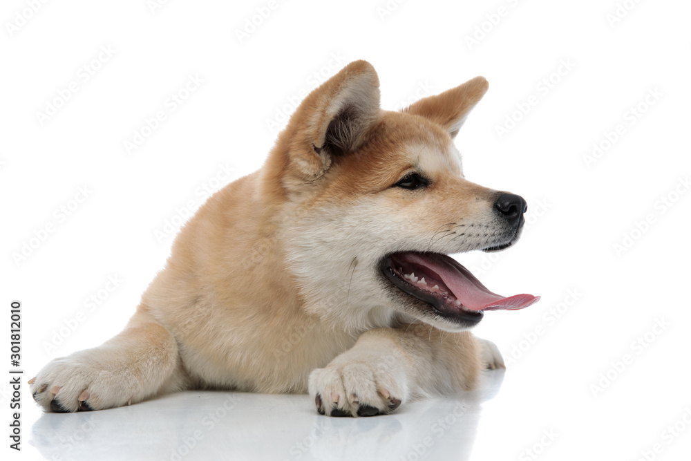 Playful Akita Inu panting and looking to the side Playful Akita Inu panting and looking to the side