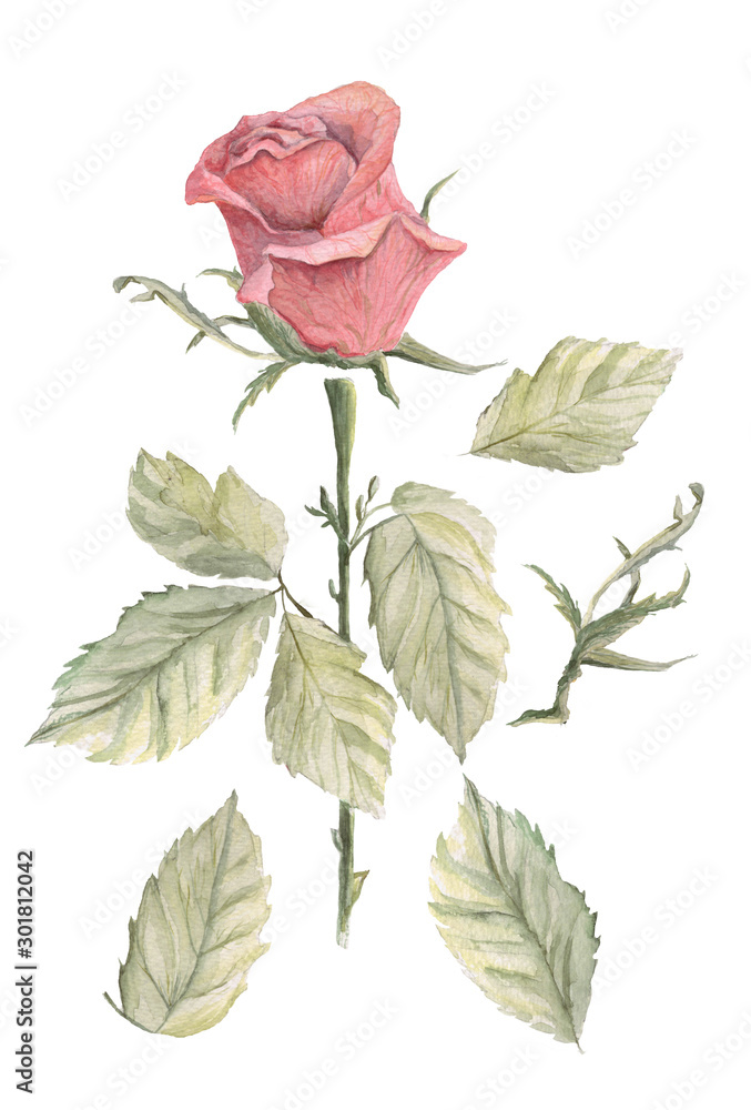 Watercolor red rose elements isolated on white background. Illustration for greeting cards or wedding design Watercolor red rose elements isolated on white background. Illustration for greeting cards or wedding design