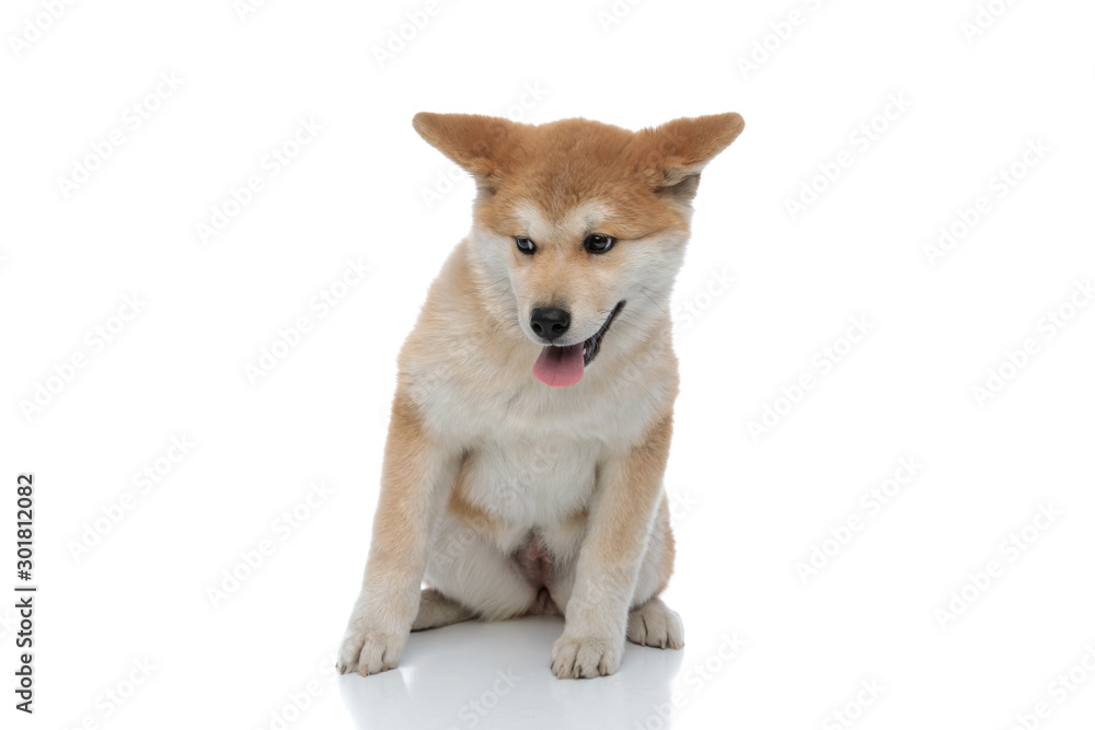 Concerned Akita Inu looking away with its tongue sticking out