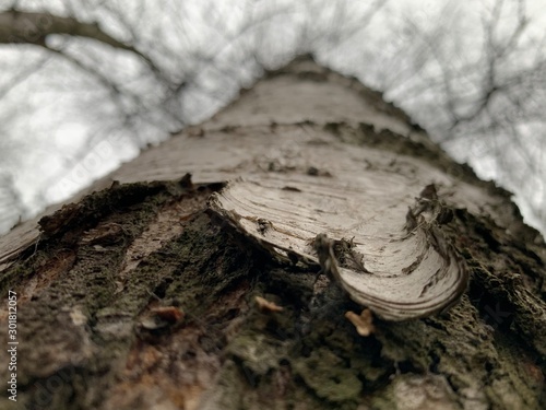 birch closeupand the autumn sky photo