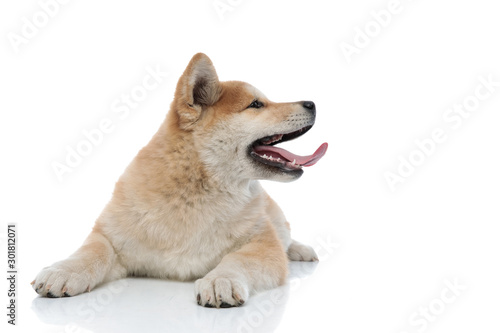 Adorable Akita Inu sticking out its tongue © Viorel Sima