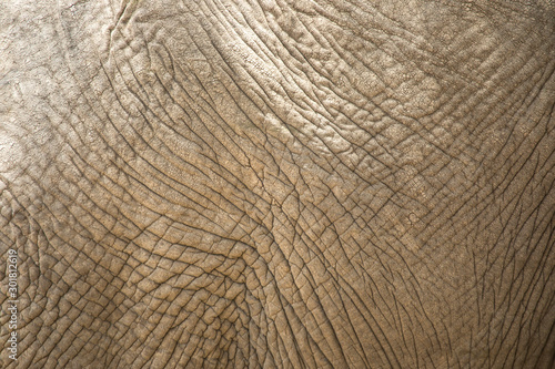 skin of african elephant