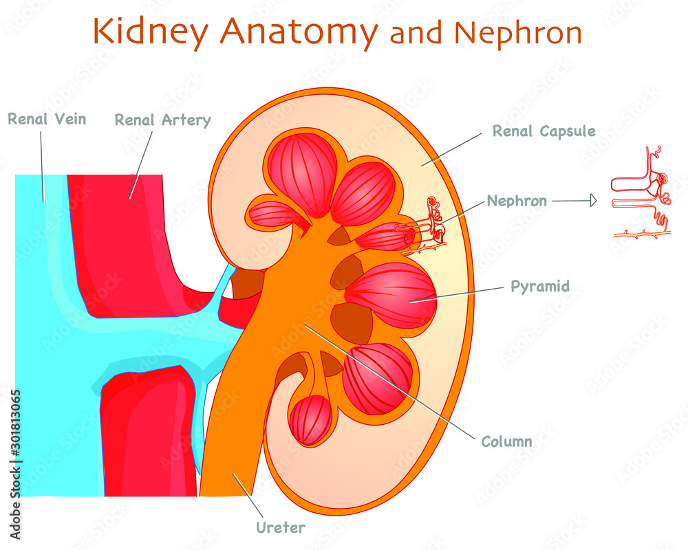 Kidney anatomy. Detail Kidney Parts and Nephron section diagram