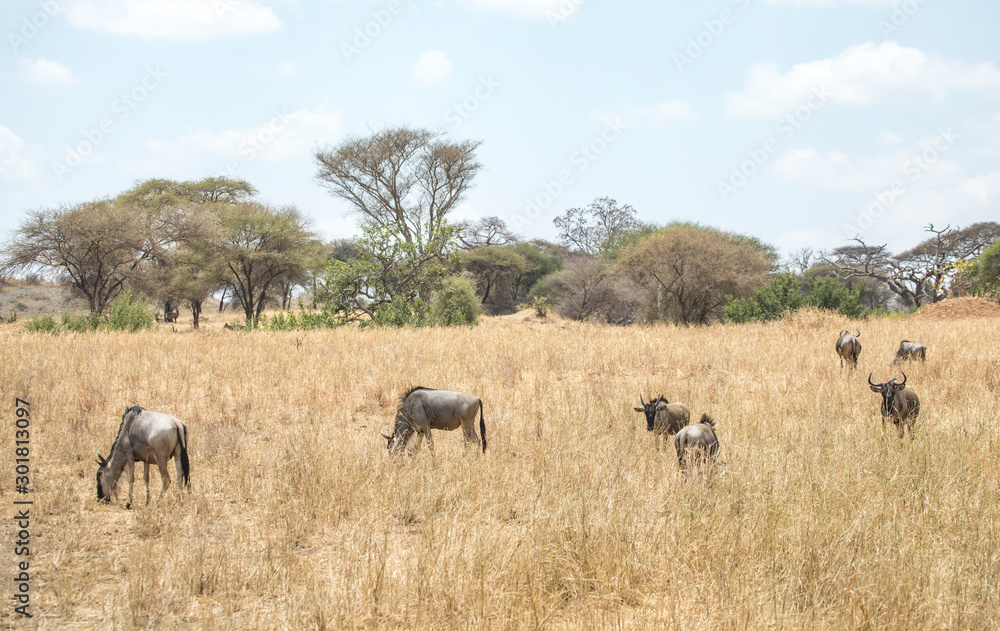 wilderbeest in african savannah wilderbeest in african savannah