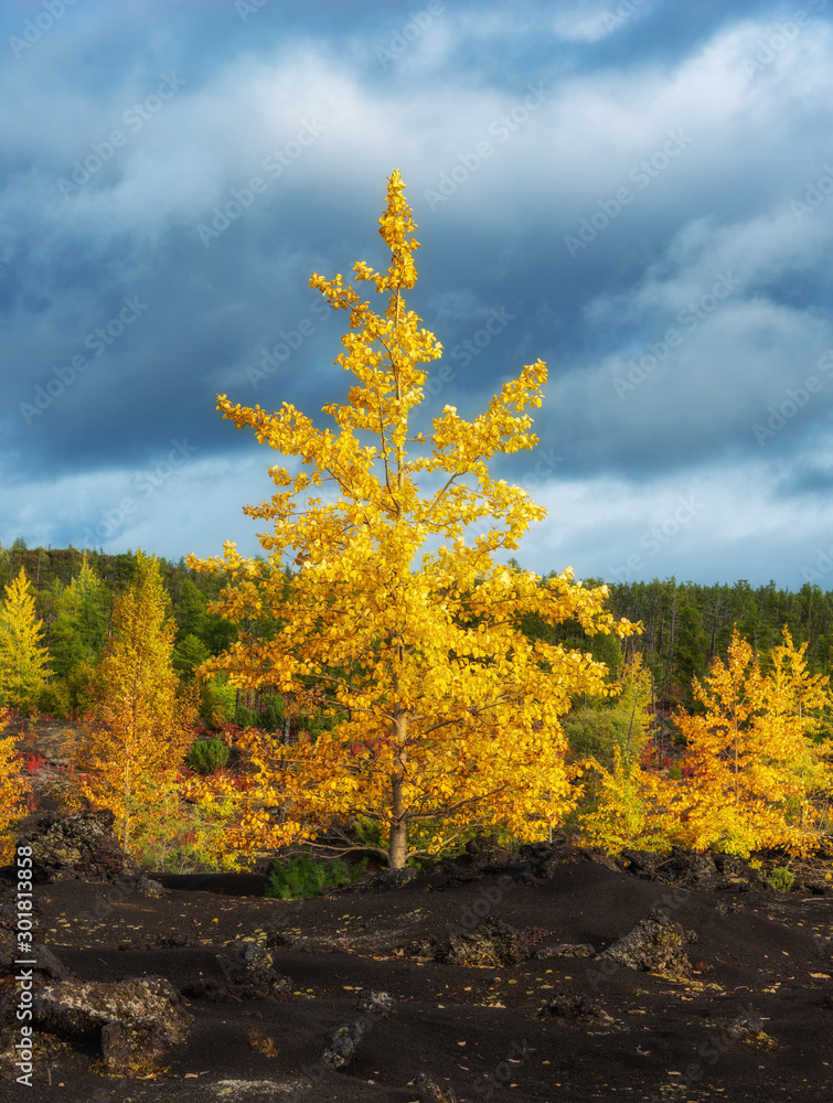 Autumn landscape in Kamchatka, Russia. Yellow and green trees against the background of mountains covered with clouds.