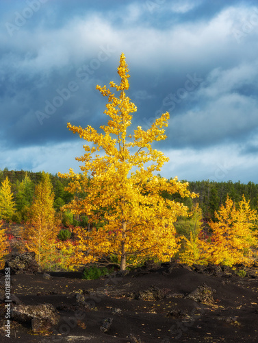 Obraz na płótnie Autumn landscape in Kamchatka, Russia. Yellow and green trees against the background of mountains covered with clouds. w salonie
