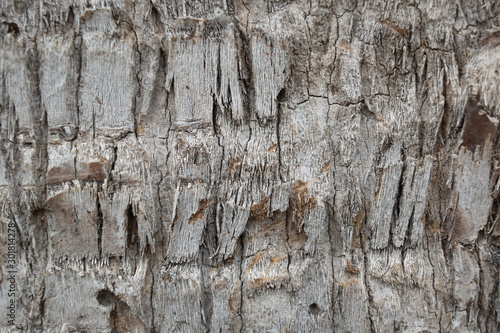 Isolated macro closeup abstract of sclerified cells of palm tree after frond shedding photo